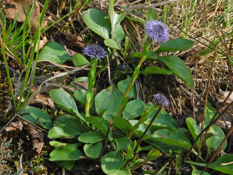 Globularia bisnagarica
